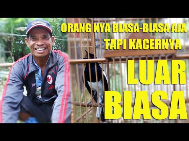 Waww...Video Kacer Juara Habis Gantang Di PipitTeja | Orangnya Biasa Aja, Namun Kacernya ?? class=
