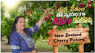 Cherry Picking Vlog | Pick Your Own Cherries | New Zealand Telugu Vlogs |