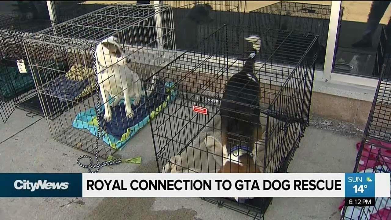 Royal connection gives local shelter a boost