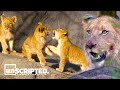 The real 'Lion King' is way more brutal than the film | Animal Docs | Growing Up in The Savannah