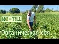 Органическая соя на No-till