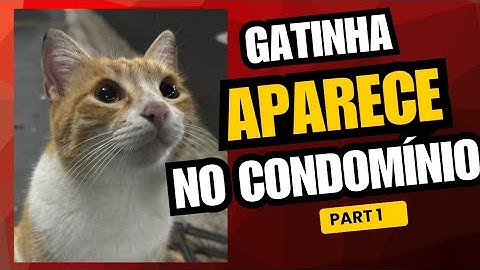 LILY KITTY BECOMES MASCOT OF RESIDENTS IN THE CONDOMINIUM BUT THE INTERNAL REGIME OF THE CONDOMIN...