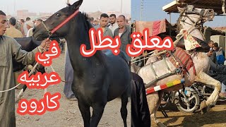 اسعار الخيل بسوق الزقازيق اليوم ٢٠٢٣/١٠/١٠ تخيل حصان ابن مخاتيم بيجر كارو قريبا العربي الاصيل بالسوق