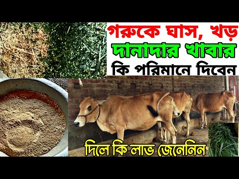 ভিডিও: কুমা কি খড়ের টুপিতে সাহায্য করছিলেন?