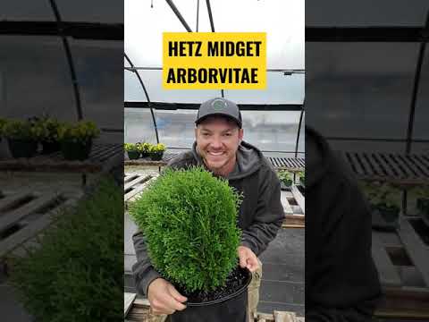 Video: Undersized shrub: types, features of planting and care. fast growing shrubs