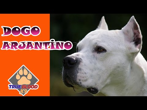 DOGO ARJANTİNO KÖPEK IRKI - ARJANTİN DOGO - BEYAZ MELEK