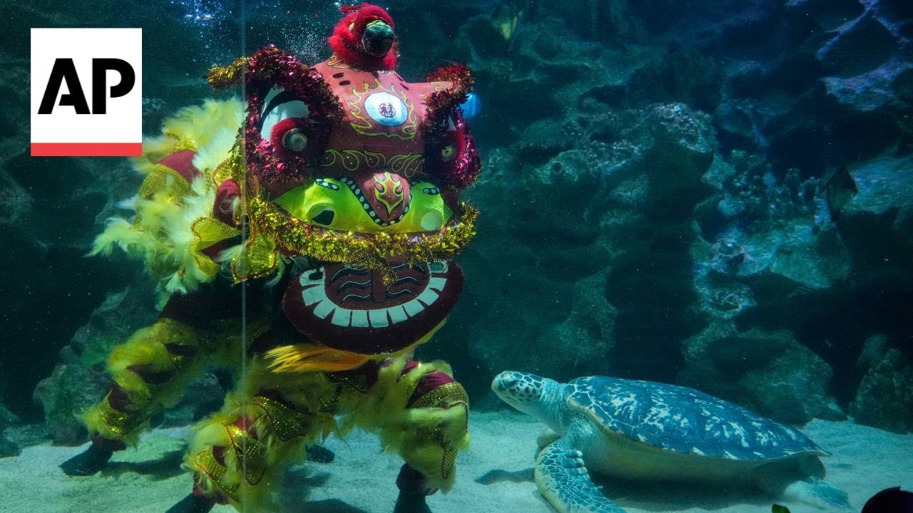 Underwater Lion Dance wows visitors at Malaysian aquarium before Lunar New Year