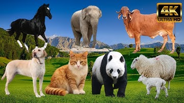 Beautiful Animal Moments with Real Sounds | Dog, Cat, Chicken, Elephant, Cow, Sheep (Part -10)