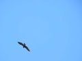 Greater spotted eagle roling awey from a black kite