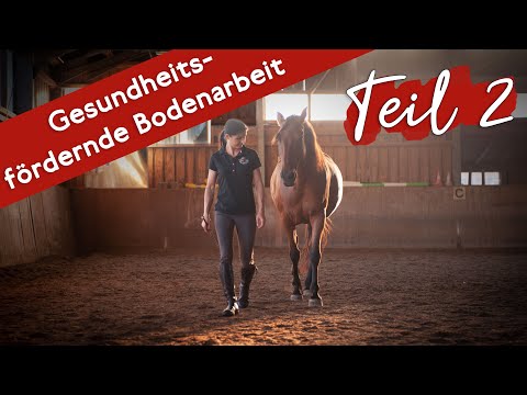 🐎 Vertrauensfördernde Bodenarbeit mit Praxistipps ❤️