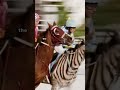 أفضل أفلام سباق الخيل أفلام أفضل الأفلام لا تفوتك سباق الخيول 