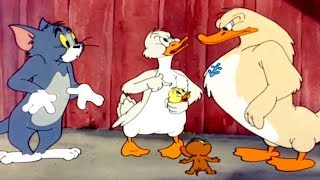 Tom and jerry, 47 episode - little quacker (1950) part 3 of is a 1950
american one-reel animated cartoon the 47th jerry short d...