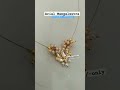 Arial Mangal sutra|Invisible Jewellary#arial #invisible #invisiblestring #invisiblejewellary