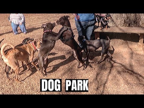 Video: La Corretta Etichetta Al Dog Park