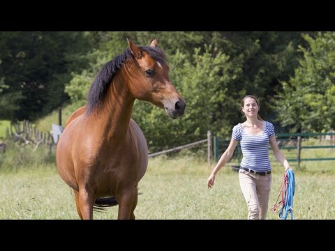 Video: Sollte ein Pferd angebunden werden?