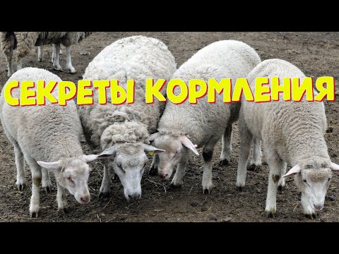 Видео: Что кормят в стойле?