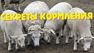 Секреты кормления овец | Овцеводство | Кормление овец в стойле и на пастбище | Что едят овцы