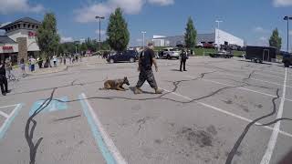 Police K9 Demonstration 2019