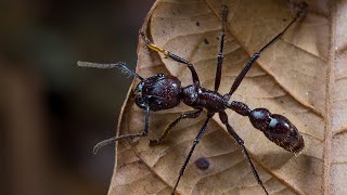 Ants inflict pain with neurotoxins