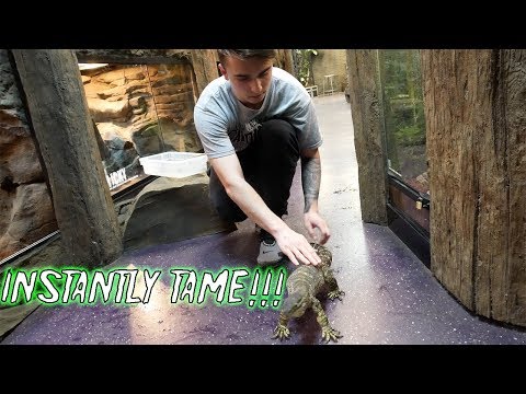 How To TAME a CRAZY LIZARD!!!