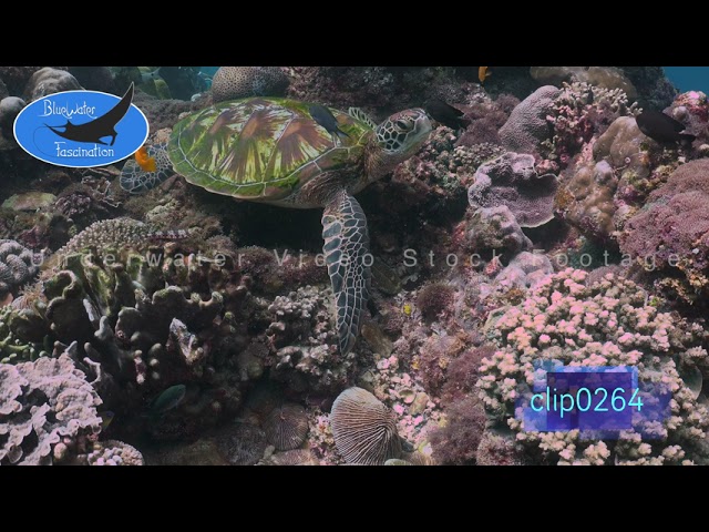 0264_Green turtle sitting on coral reef. 4K Underwater Royalty Free Stock Footage.