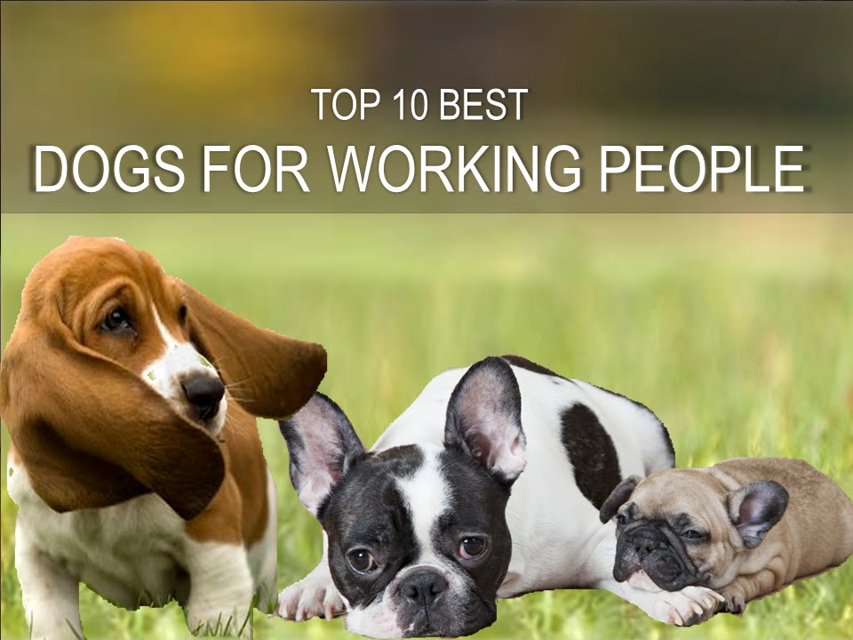 Ten Best Dogs for People who work all 