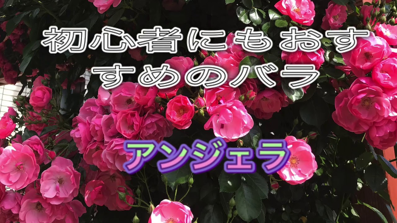 アンジェラ バラ 初心者にも育てやすい Youtube