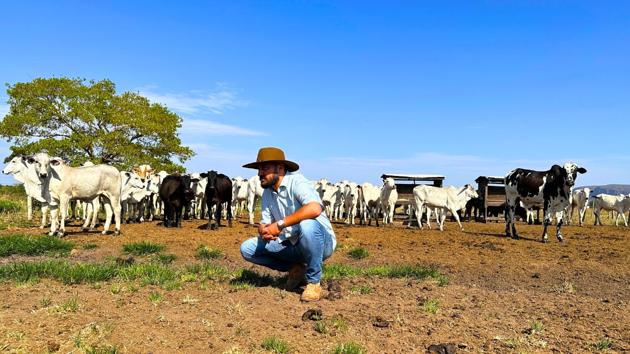 Como Um Simples Manejo De Pasto Deixa Mais Lucro Na Fazenda De Corte como-um-simples-manejo-de-pasto-deixa-mais-lucro-na-fazenda-de-corte