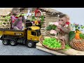 Smart bim bim harvests string beans to feed baby monkey obi