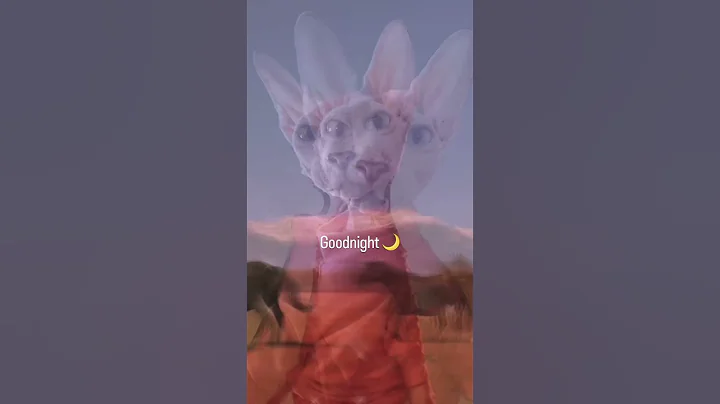 Watch the video about Chicken the sphynx cat says goodnight SAY IT BACK #sphynxkitten #kitten #catmemes #funnycats #sphynx