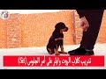 كلب الروت وايلر وتدريبه على أمر الجلوس الحلقة الثانية مع نصيحة هامه