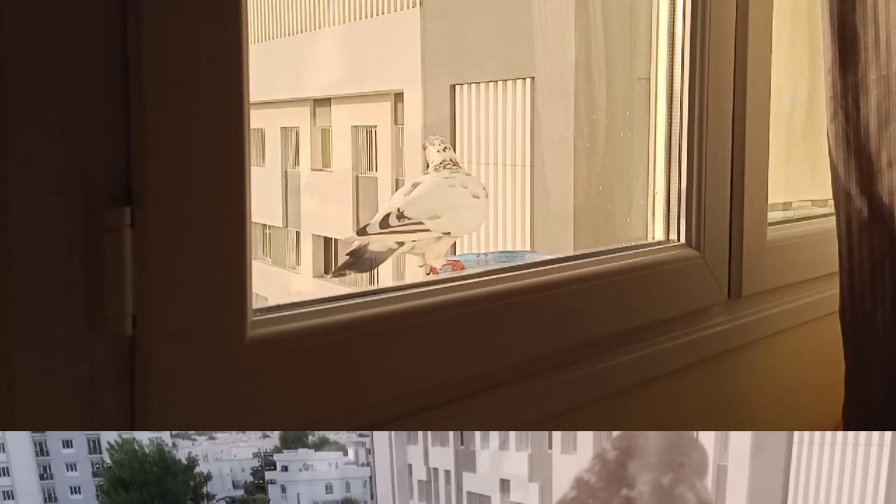 Pigeons Drink Water Side Of My Window YouTube pigeons-drink-water-side-of-my-window-youtube