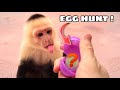 EASTER-EGG HUNT FOR MONKEYS ! WILL THEY FIND THEM ?!