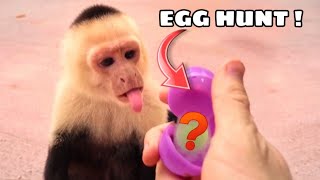 EASTER-EGG HUNT FOR MONKEYS ! WILL THEY FIND THEM ?!