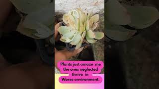 “These Plants Thrive When You Ignore Them!” 🧼🌵#gardening #plantsmakepeoplehappy #succulents