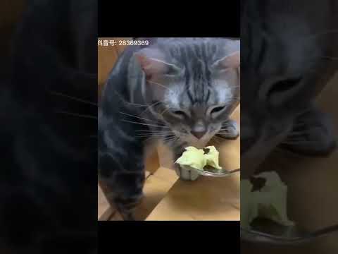 القطو لايعه كبده