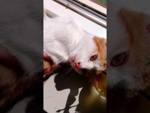 Video: Kattenkleuren Die Geluk En Geluk Brengen