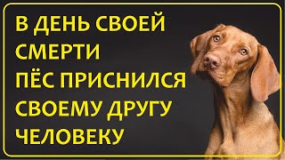 065 Пёс Пришёл Во Сне В День Своей Смерти | Истории Наших Зрителей