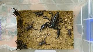 Mother love Is always pure: Mother scorpion reunited with her babies| scorpion stories
