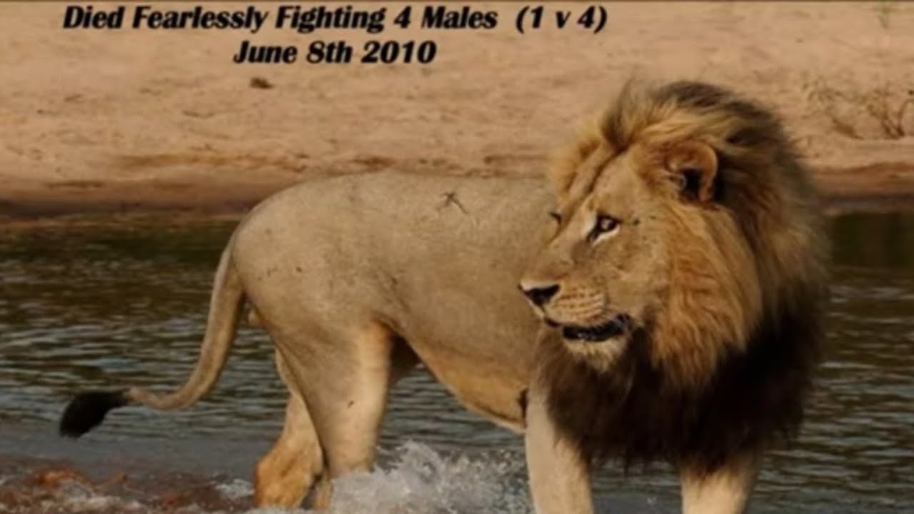 Kinky Tail & Mr T's June 8th 2010 showdown with the Majingilanes.