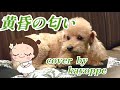 【黄昏の匂い】前川清 cover🎤kayoppe