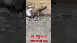 Did I safe Pigeon or stole hawk’s hunt?