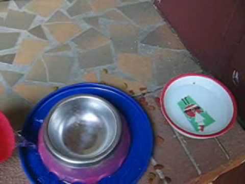 How-To, Keep ants out of your pet's food bowl. - YouTube