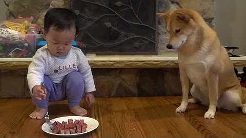 小主人給狗狗喂牛排，狗狗乖乖等待投喂，下一秒請憋住不要笑 - 天天要聞