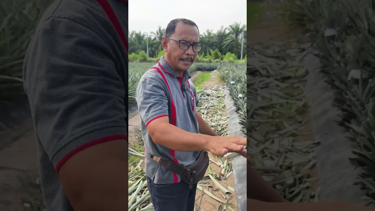 Pakdin Trim Pokok Nanas MD2