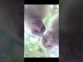 Watch What Happens When Monkeys Get a Camera!