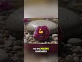 Brazilian Gemstones: Garnet, Corundum, Tourmaline Value Guide #shorts