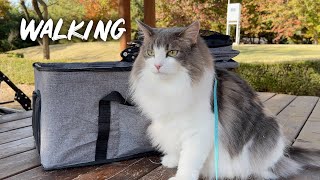 Walking my cat, Otorong | Norwegian foreset cat