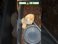 WARNING ⚠️ LIVE FEEDING #warning #live #feed #feeding #livefeed #ballpython #reptiles #wildlife #bp