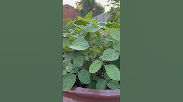 This is how I plant soybeans! 🫘 #shorts